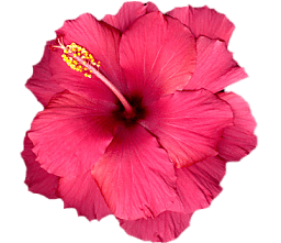 flower-left