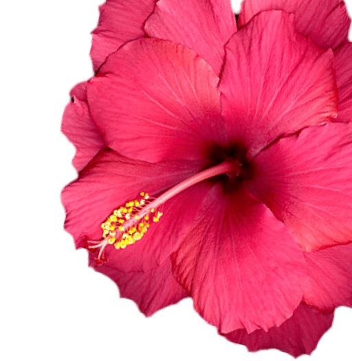 flower-right